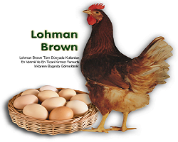 lohman brown