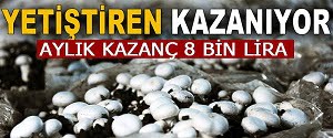 Mantar Yetiştiriciliği Nasıl Yapılır
